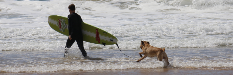 A Dog Carrying A Bag And Walking On A Beach Holding A Surfboard